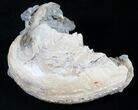 / Golden Calcite Crystal Clam Fossil #6554-1